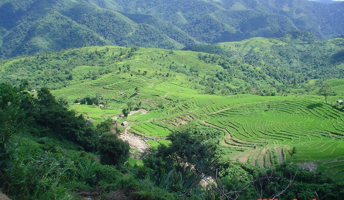 Assam Tea Gardens & Wildlife Safari